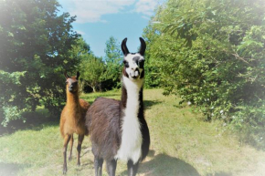 Loire Valley Llama Farm Stay